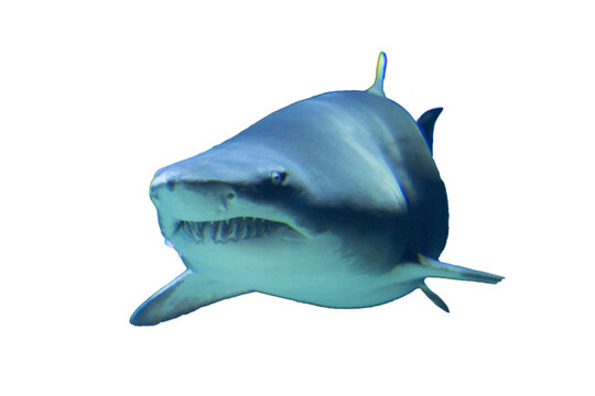 close up face of Ocean predator replica white shark Realistic aquatic animal isolated on Transparent background