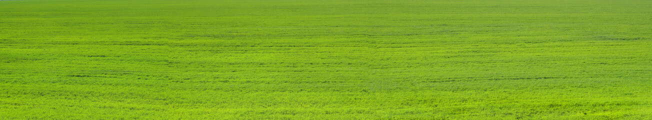 Wide grass texture of green field for summer background, eco project.