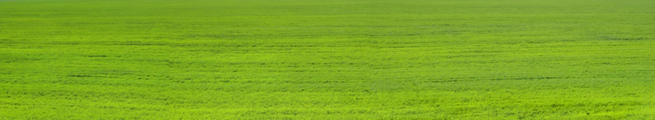 Wide grass texture of green field for summer background, eco project. © Na-um