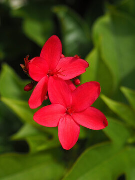テイキンザクラ　Jatropha integerrima