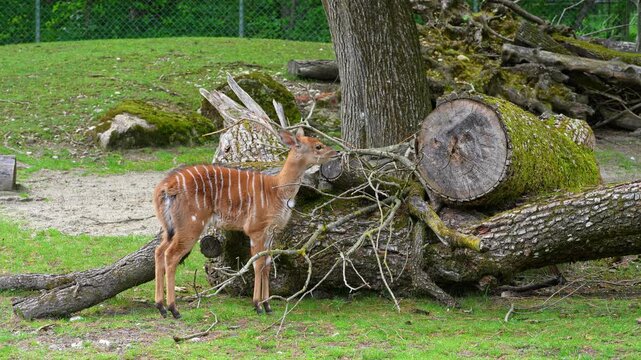 A young baby nyala. Tragelaphus angasii is a spiral-horned antelope native to Southern Africa. It is a species of the family Bovidae and genus Nyala, also considered to be in the genus Tragelaphus. 