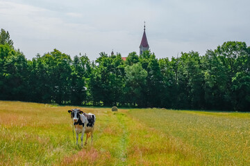 Black and white dairy cow standing in a meadow with a church tower rising above the trees. Peaceful summer countryside scene combining agriculture, nature and rural heritage © Maciej Bonk