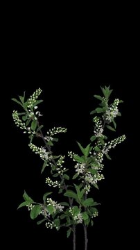 Time lapse of growing and blooming white bird cherry branch isolated on black background, vertical orientation