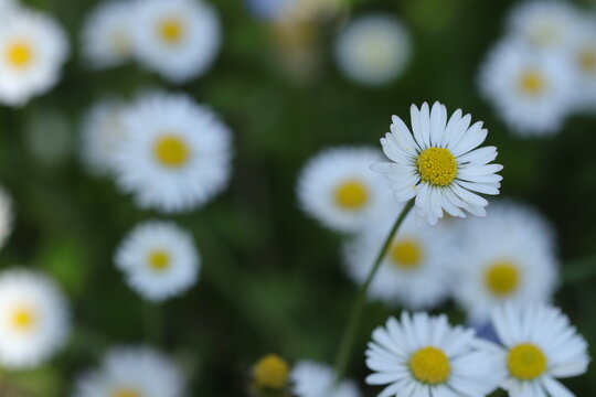 fiori di pratolina nel prato in primavera