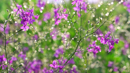 Fototapeta premium Purple wildflowers and grasses with dew drops in the sunlight on a summer meadow.