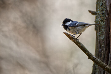 la mésange noire © Olympixel