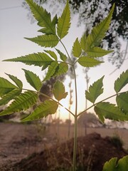 Neem tree leaves at sunset, Fresh green foliage backlit by evening sun, Azadirachta indica plant © Photography Mahi