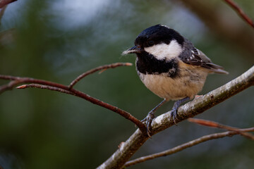 la mésange noire © Olympixel