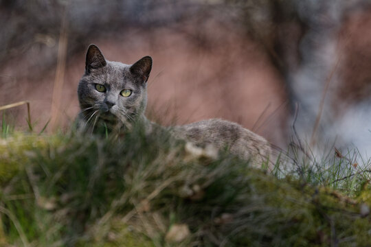 chat aux aguets