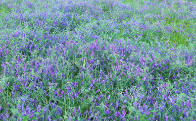 Obraz premium Blooming violet wildflowers covers a summer meadow.