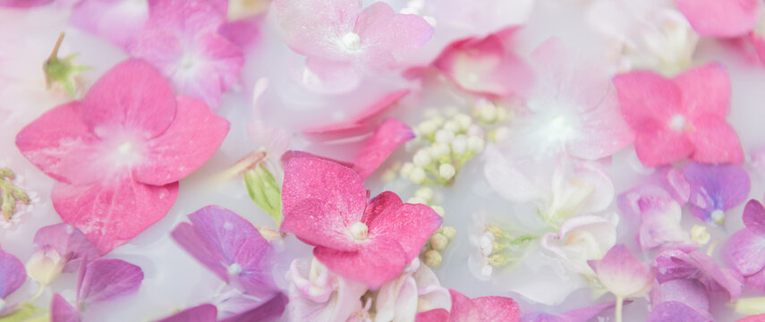 pink hortensia or hydrangea flowers floating in milky water on floral background