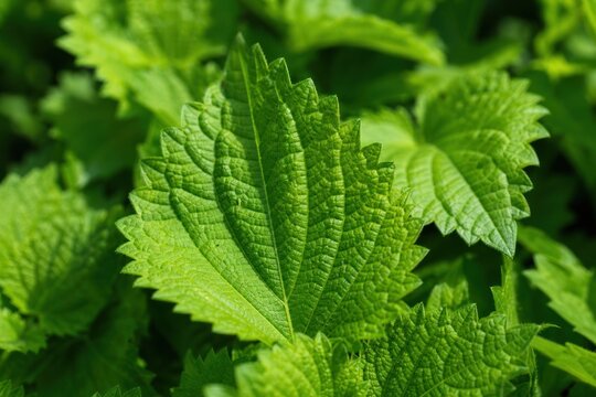 Fresh green perilla shiso leaf growing in sunny garden close up showing detailed texture and vibrant veins