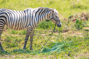 Obraz premium white horse painted with stripes imitating zebra grazes in a meadow in nature in summer