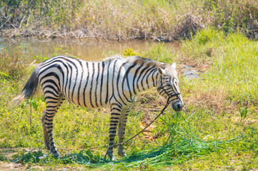 Obraz premium white horse painted with stripes imitating a zebra grazes in meadow in nature in summer
