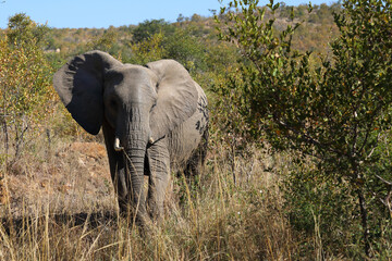 Obraz premium Afrikanischer Elefant / African elephant / Loxodonta africana