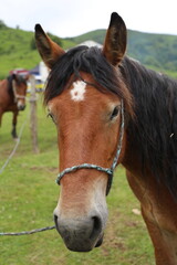 Fototapeta premium Caballo