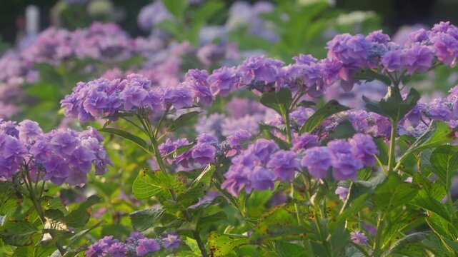 相模原北公園のアジサイ
