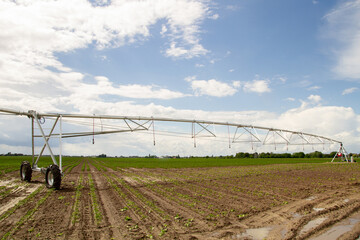 Fototapeta premium Center Pivot Irrigation System Across Agricultural Field With Young Crops