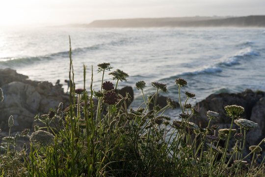 Plants on a rocky cliff with the ocean behind, Baleal, Peniche, Portugal