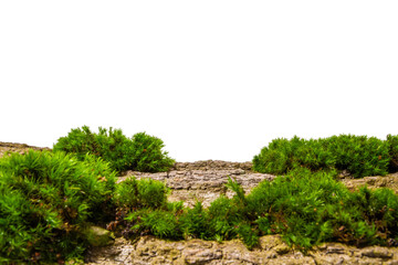 Obraz premium Natural Spa Background With Green Moss and Tree Bark Copy Space on Transparent Background
