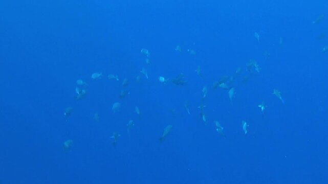 school of fish swims in the blue sea