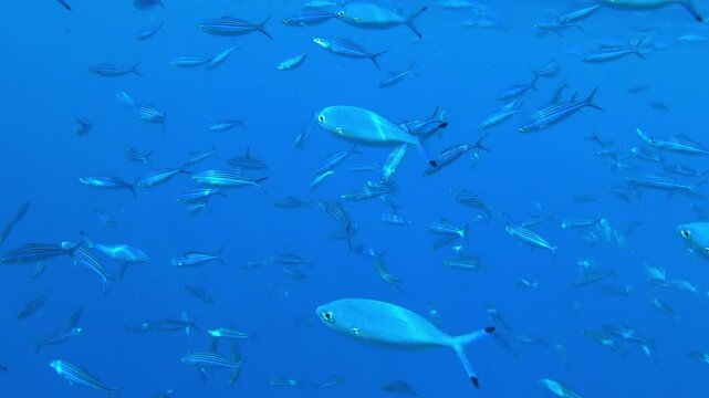 school of fish swims in the blue sea