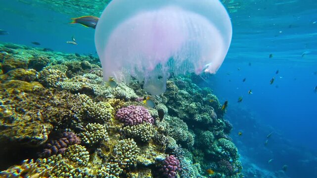 coral reef, fish and jellyfish