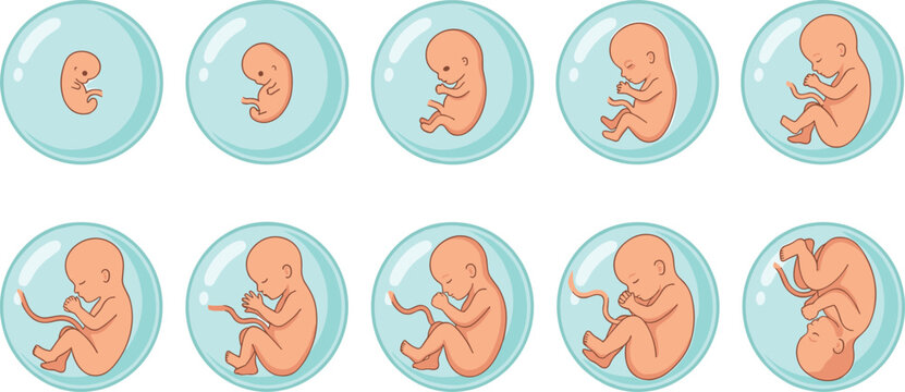 Human fetal development stage vector illustration collection showing monthly embryo and fetus growth timeline inside the womb isolated on white background
