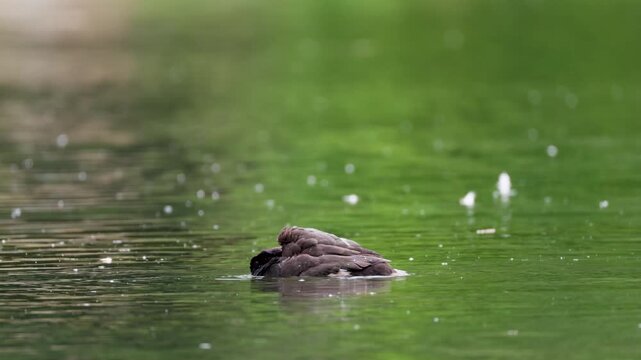 Tufted duck bird swims on water close-up
