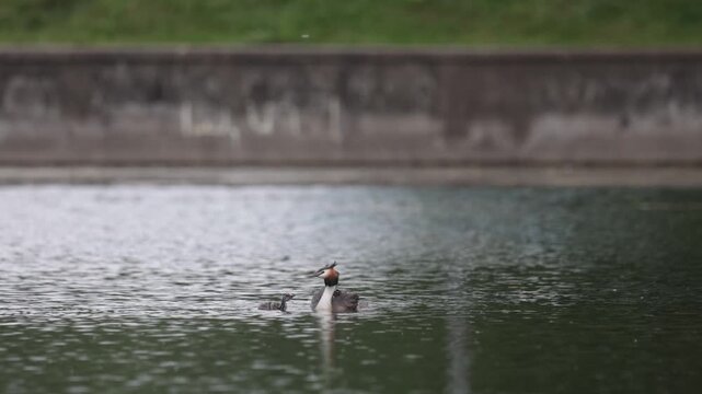 A great grebe with chicks swims through the water