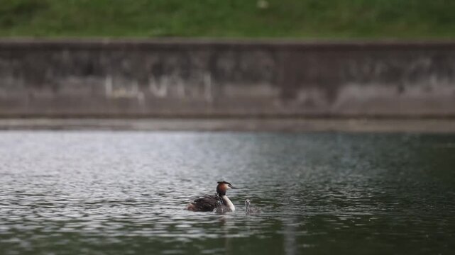 A great grebe with chicks swims through the water