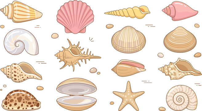 Beautiful sea shell collection vector set featuring colorful beach seashells starfish clam scallop spiral conch and snail shells isolated on white background