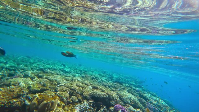 fish swims in the blue sea