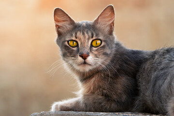 portrait of a cat © Eitan Schwartz