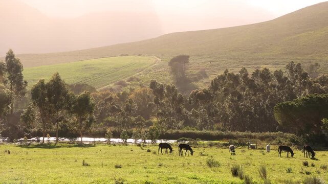 donkeys in field , Stanford, South Africa