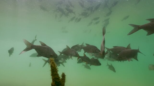 Underwater footage of a shoal of common bream (Abramis brama) swimming in clear natural freshwater beneath the riverbank. Sunlight filtering through the water, realistic fish behavior, calm atmosphere