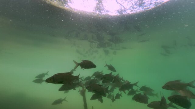 Underwater footage of a shoal of common bream (Abramis brama) swimming in clear natural freshwater beneath the riverbank. Sunlight filtering through the water, realistic fish behavior, calm atmosphere