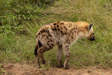 Naklejka premium Hyena, Spotted Hyena. Afrika