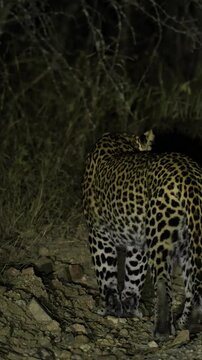 Vertical video, a female leopard at night