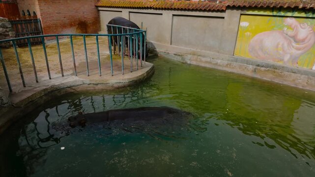 Hippo resting in a shallow water enclosure at a zoo, near railing, calm aquatic animal scene under daylight with algae covered pool