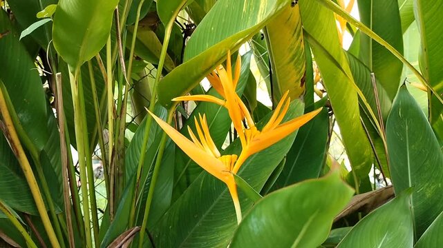 Yellow Bird of Paradise Flowers in Tropical Garden