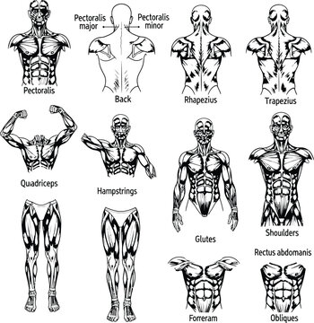 Human muscle groups anatomy diagram for fitness and training