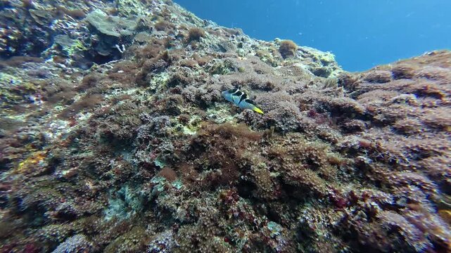 2026.06.02 Blacksaddle Toby at Gato Island