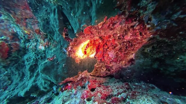 2026.06.02 electric clam at Gato Island