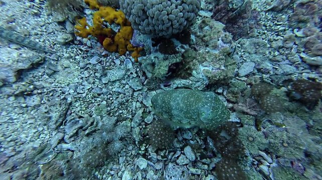 2026.06.02 cuttlefish at Gato Island2