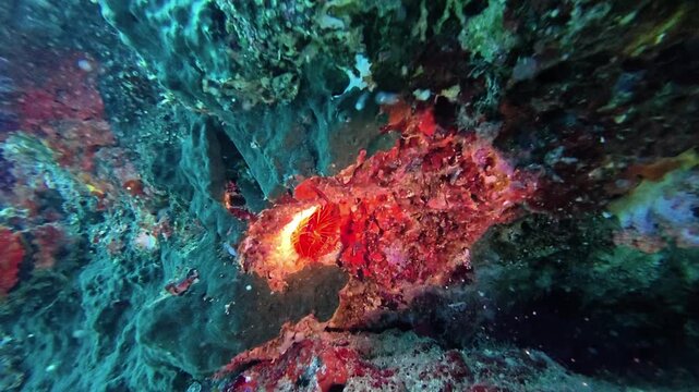 2026.06.02 electric clam at Gato Island2