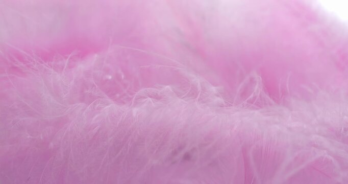 Pink feather texture slow rotation. Close-up of pink feathers with fine strands. Smooth continuous rotation reveals light shifts across the plumage, ideal for backgrounds and overlays.