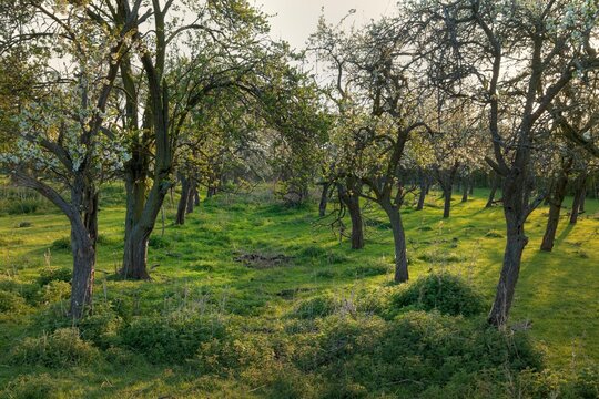 Old English orchard