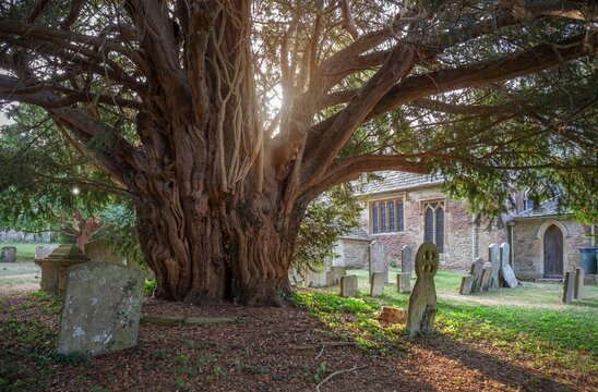Old yew tree at Broadwell village, Cotswolds, Gloucestershire, England