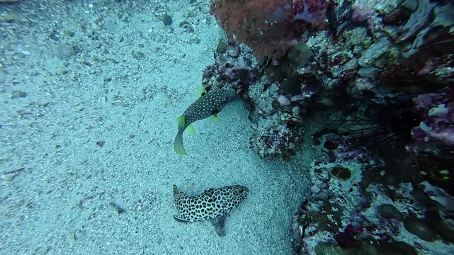 2026.06.02 White-spotted puffer and Honeycomb Grouper at Gato Island